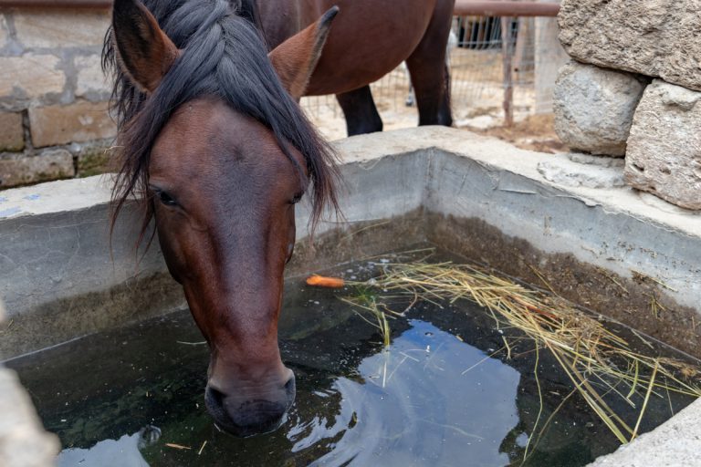 The,Brown,Horse,Drinks,Water