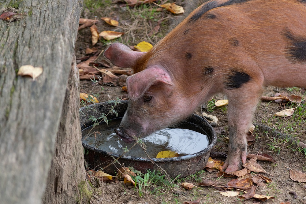 cochon jeune qui boit