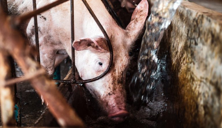 Close up,Of,A,Breeder,Pig,Drinking,Water,After,Eating,In