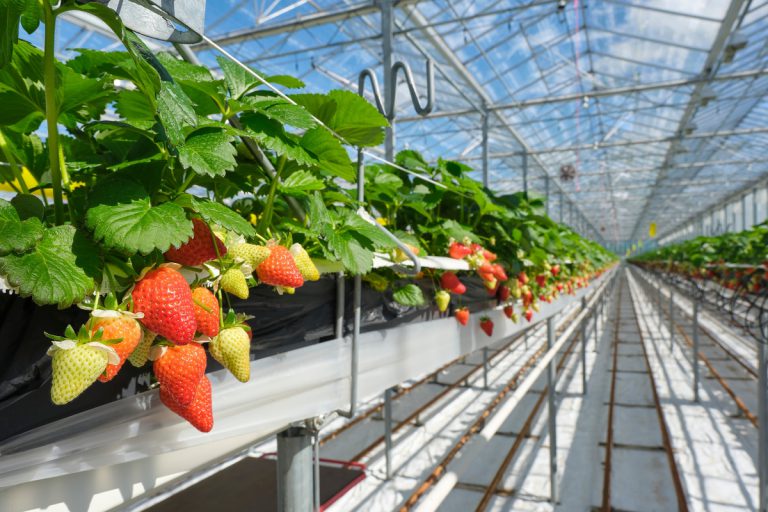 Industrial,Food,Production,Of,Strawberries,In,A,Greenhouse,In,The