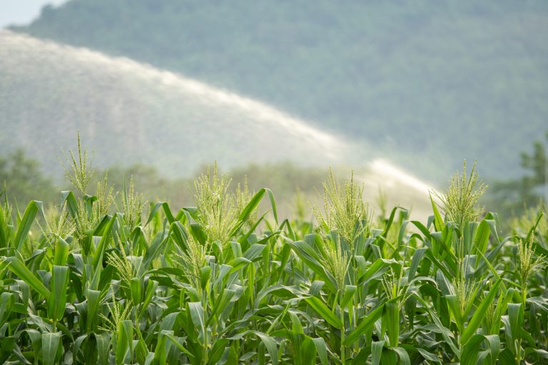 Irrigation,System,Watering,Young,Green,Corn,Field,In,The,Agricultural