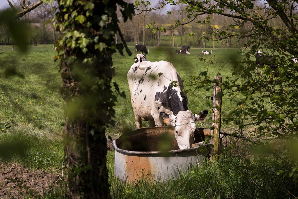 vache normande qui boit