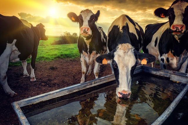 vaches normande qui boivent