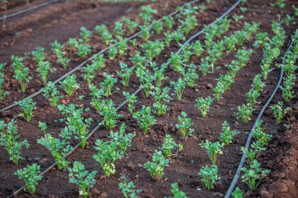 plants de céleri avec une irrigation par goutte-à-goutte