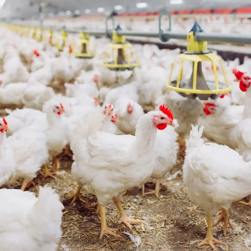 Poulets de chair dans un bâtiment d'élevage équipé de mangeoires et d'une ligne d'abreuvement