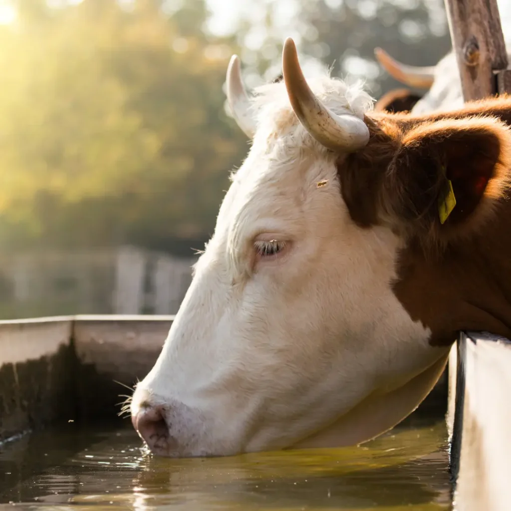vache abreuvoir exterieur qualite eau elevage Lm Innovation