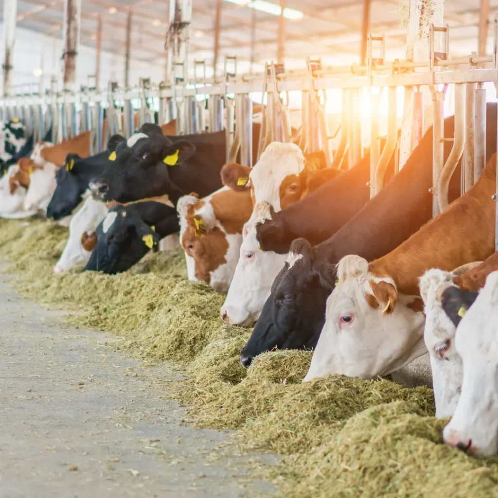 Troupeau de vaches laitières dans un bâtiment d'élevage
